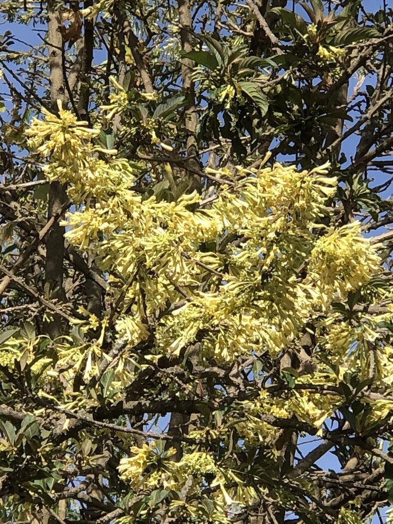 Iochroma confertiflorum