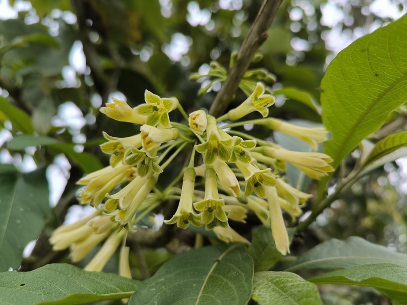 Iochroma confertiflorum photo 2