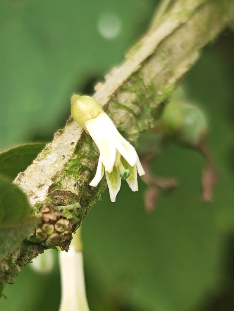 Iochroma confertiflorum photo 6