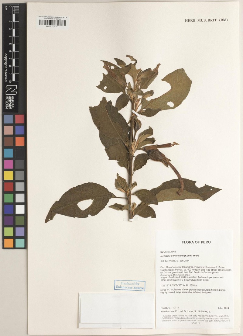 Iochroma cornifolium