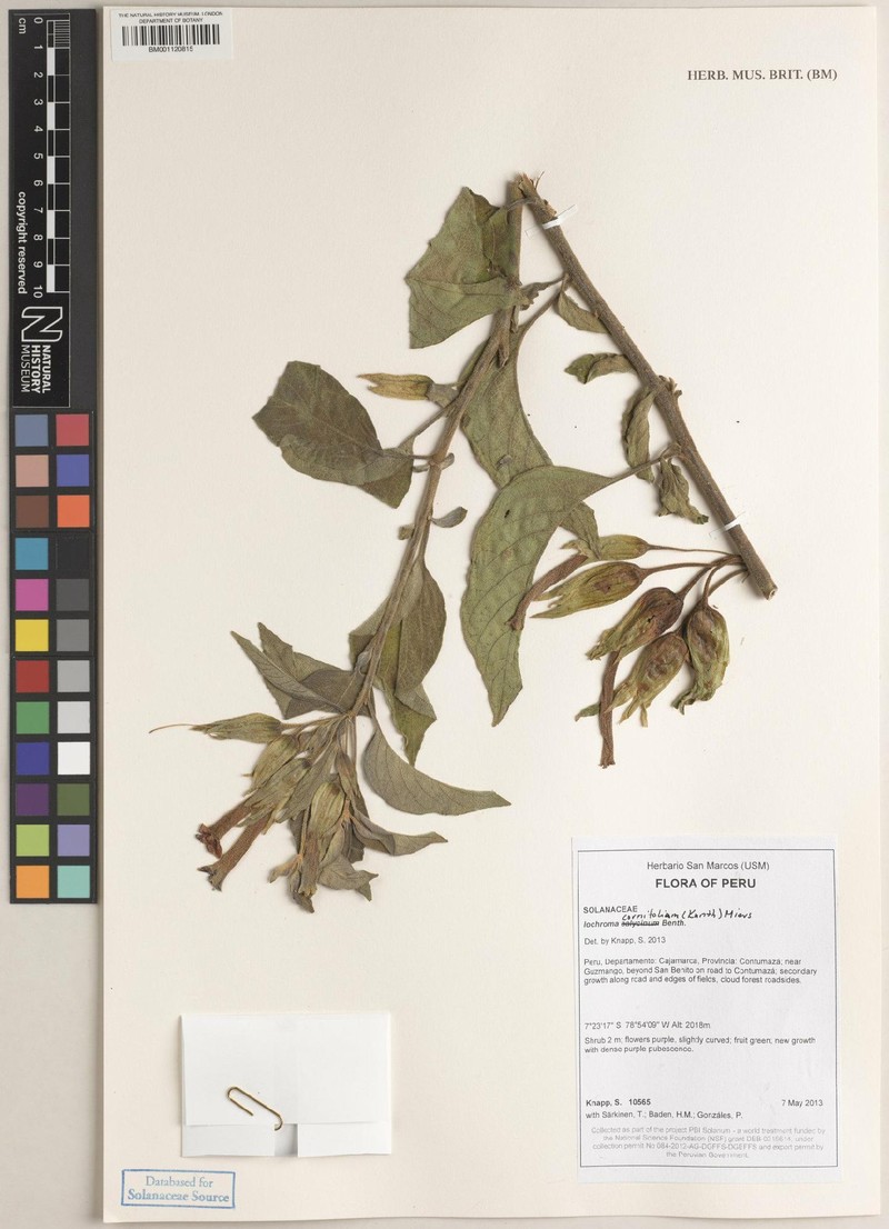 Iochroma cornifolium photo 2