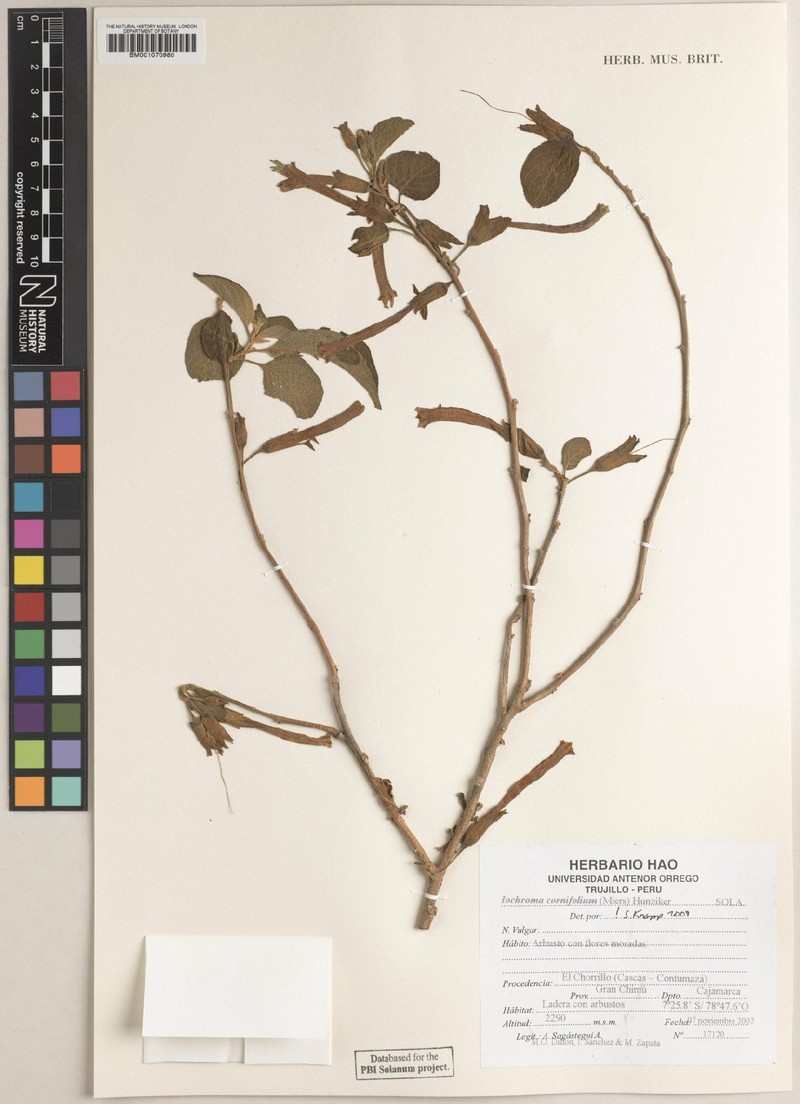 Iochroma cornifolium photo 3