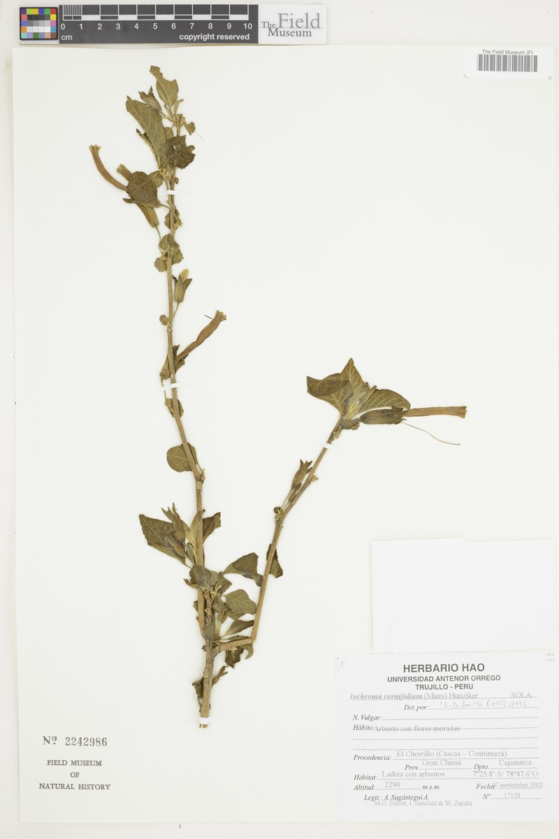 Iochroma cornifolium photo 4