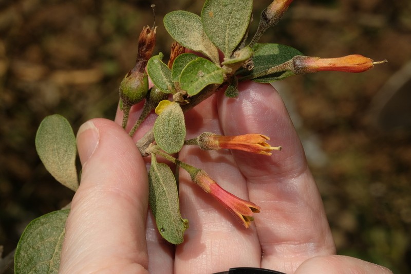 Iochroma edule