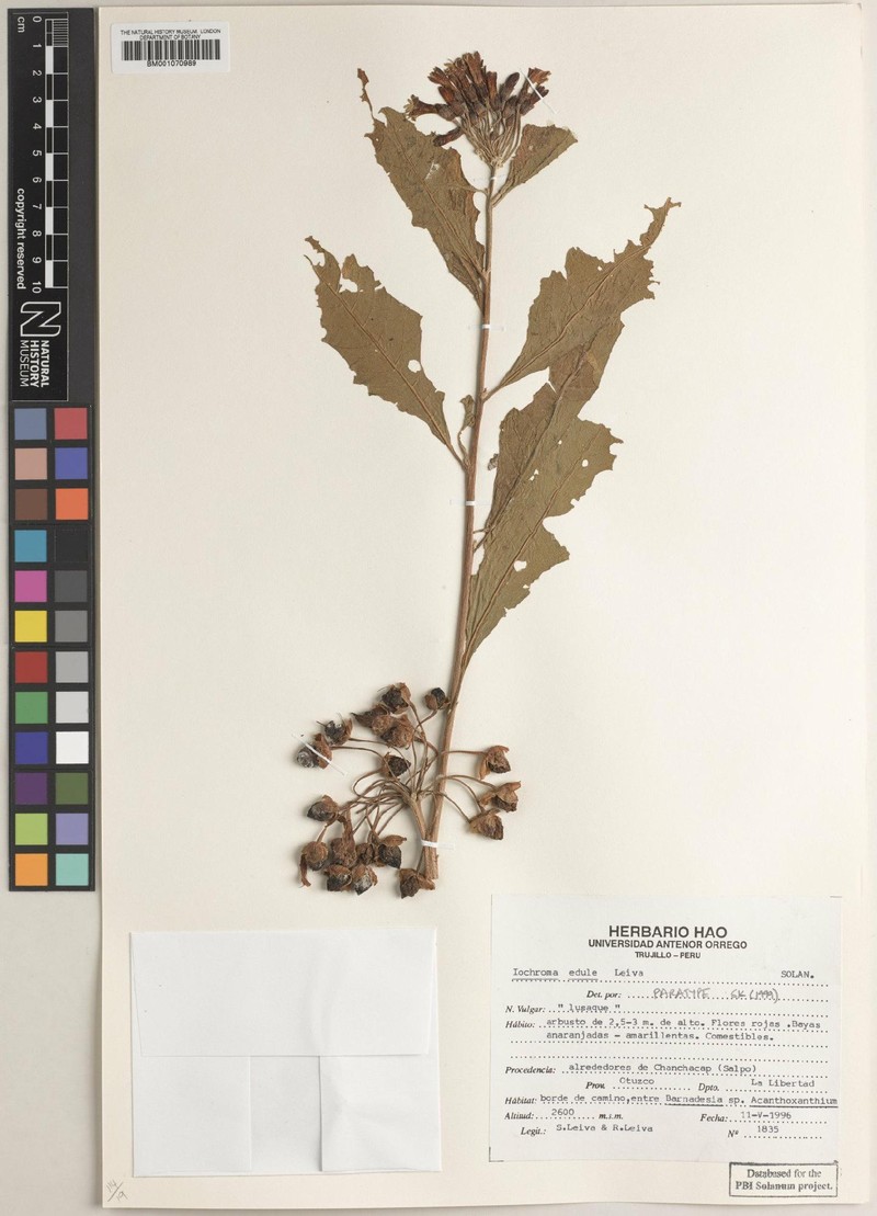 Iochroma edule photo 2