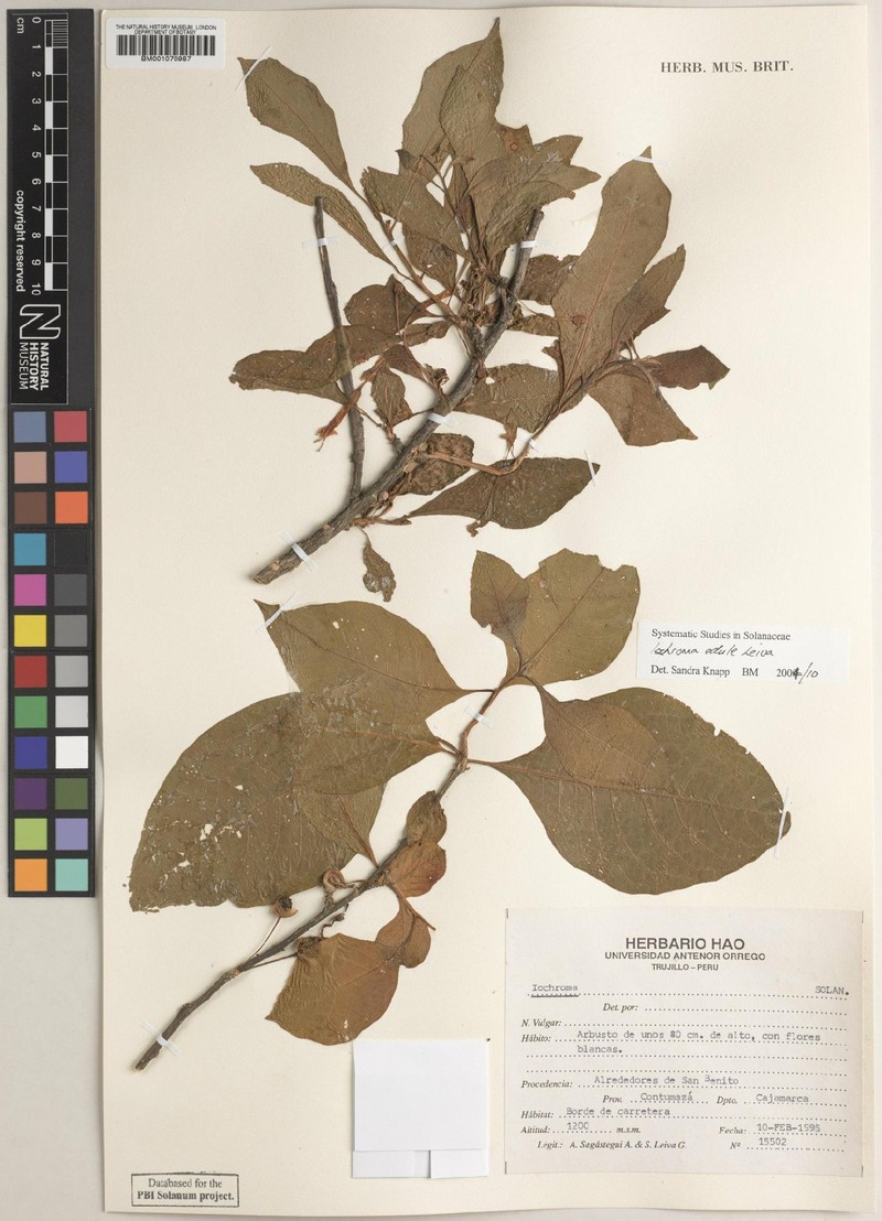 Iochroma edule photo 3