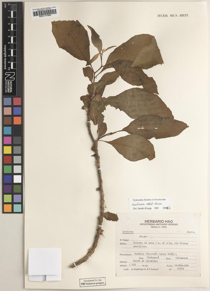 Iochroma edule photo 4