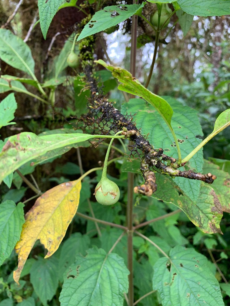 Iochroma ellipticum