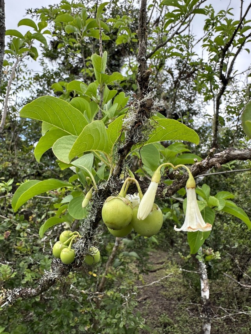 Iochroma ellipticum photo 2