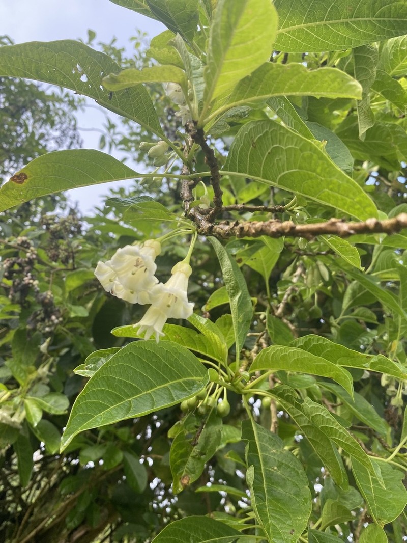 Iochroma ellipticum photo 5