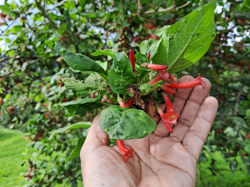 Iochroma gesnerioides