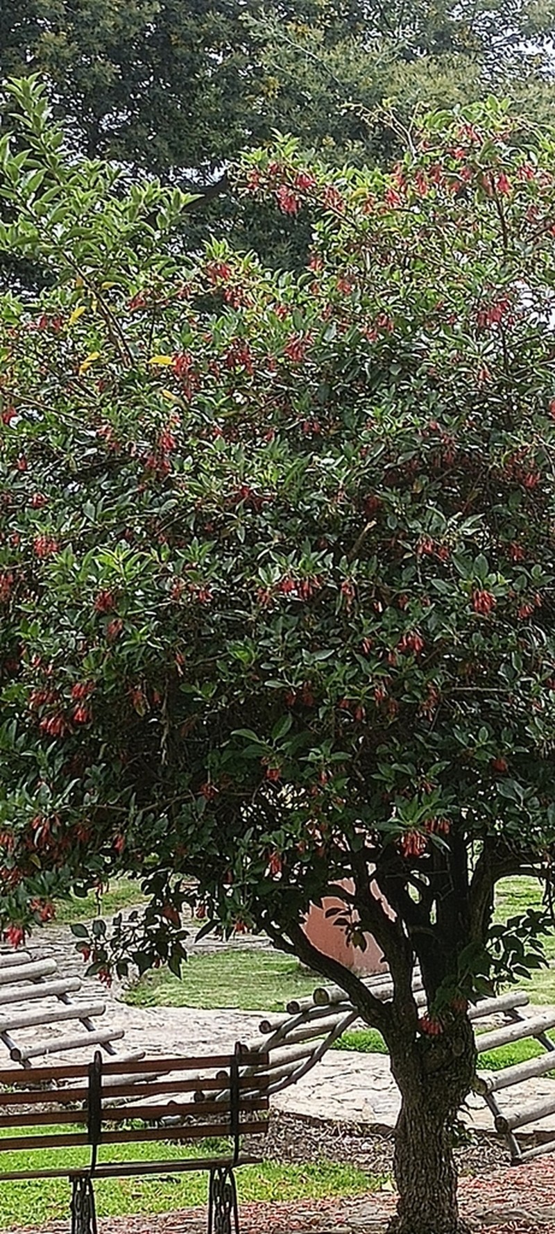 Iochroma gesnerioides photo 2
