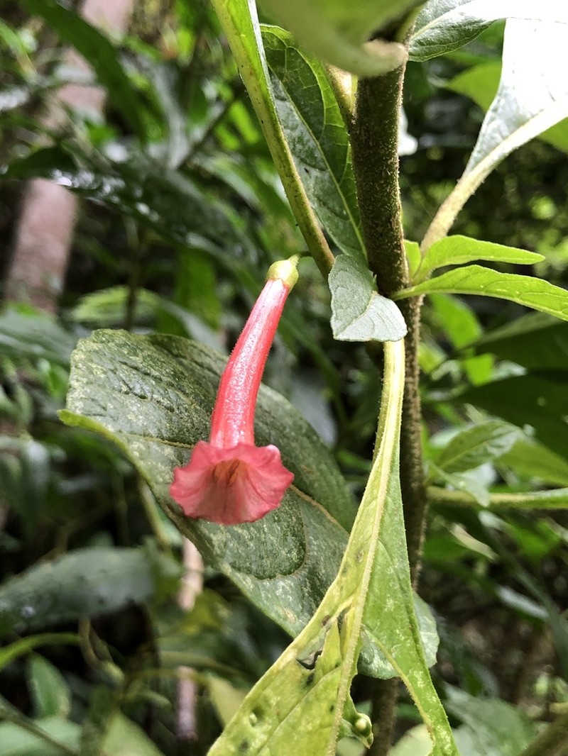 Iochroma gesnerioides photo 3
