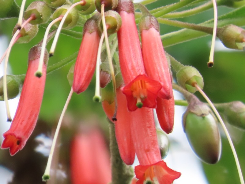 Iochroma gesnerioides photo 4