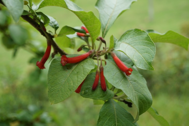 Iochroma gesnerioides photo 5