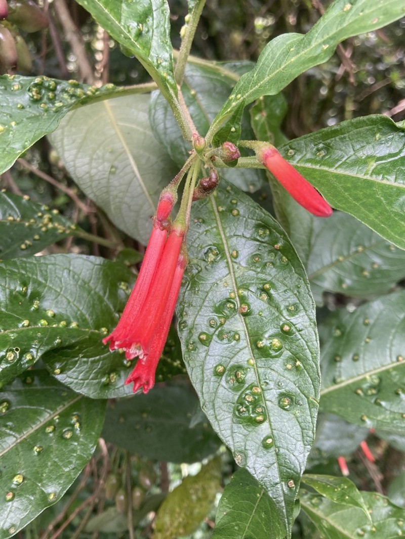 Iochroma gesnerioides photo 6