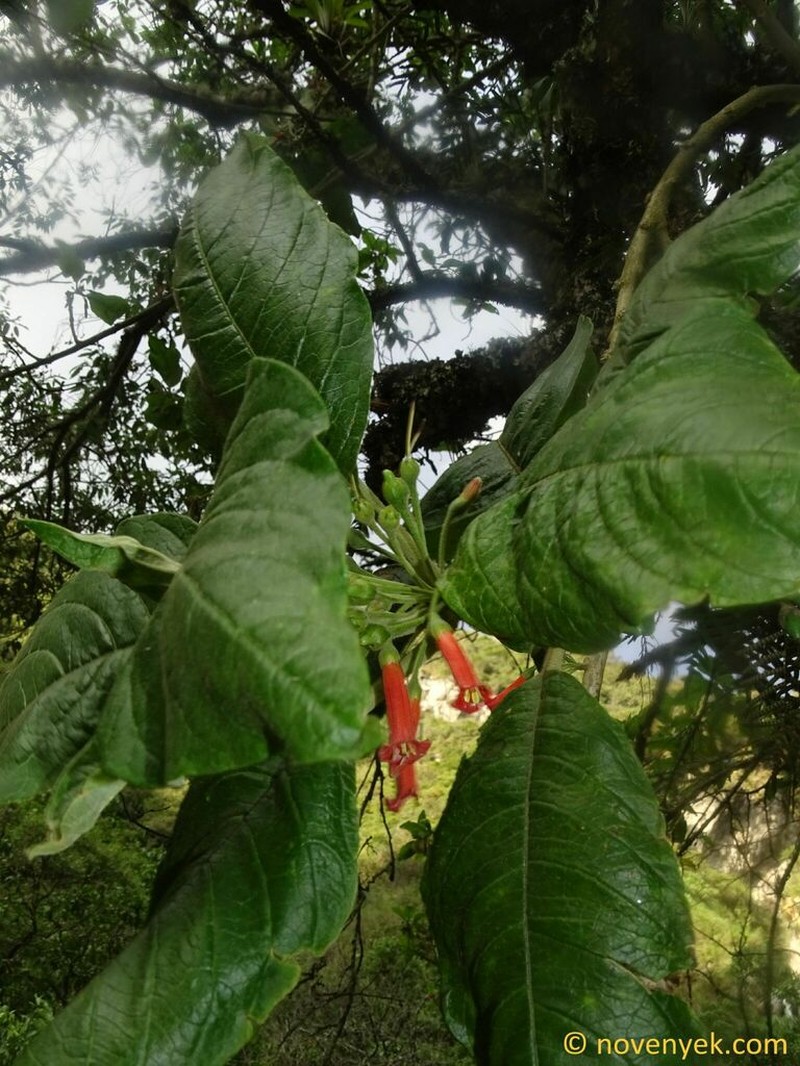 Iochroma gesnerioides photo 7