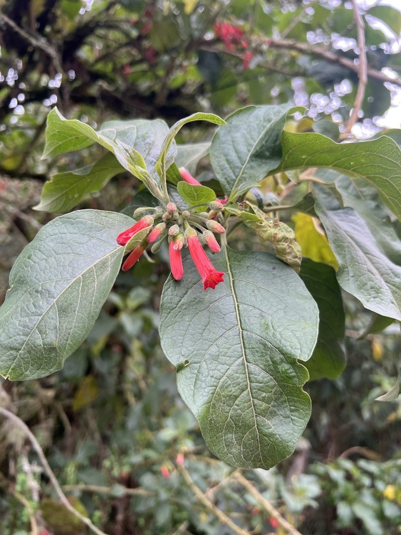 Iochroma gesnerioides photo 8