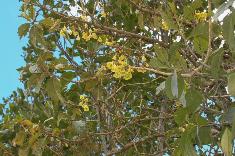 Iochroma lehmannii