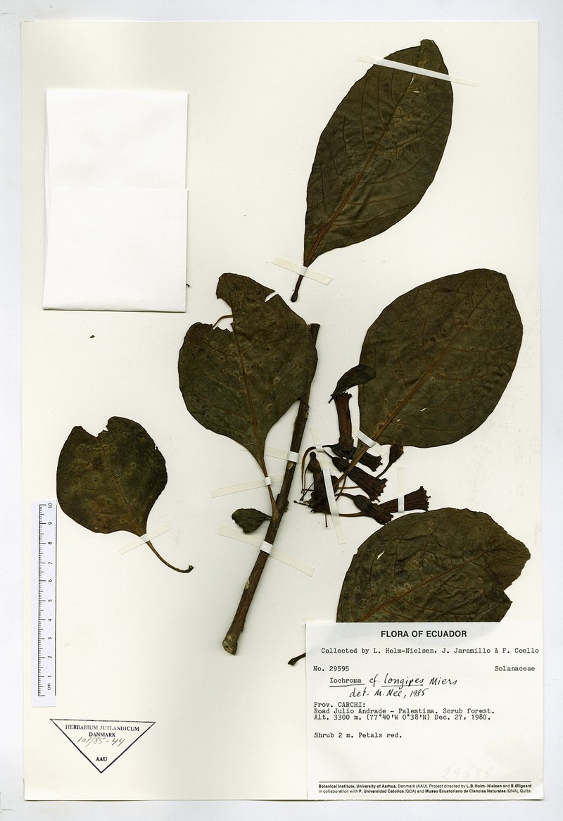 Iochroma longipes