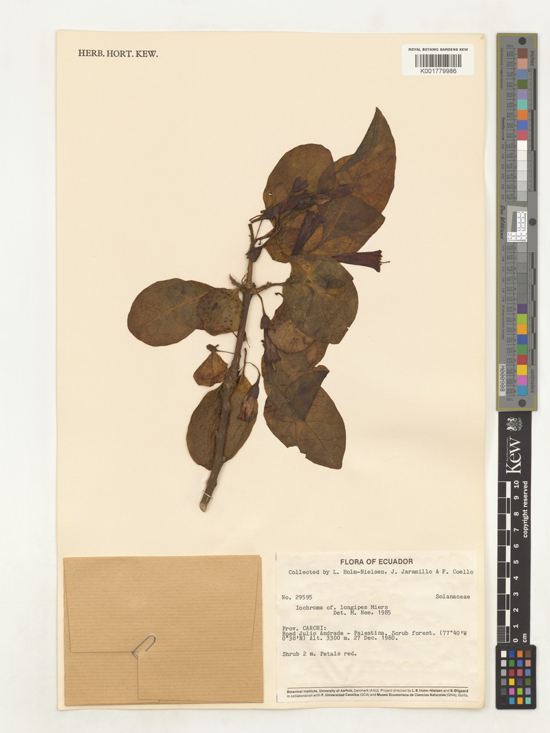 Iochroma longipes photo 2