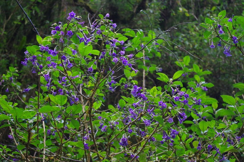 Iochroma nitidum