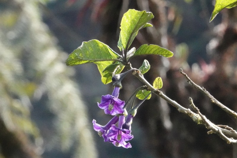 Iochroma nitidum photo 2