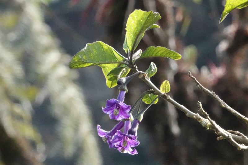 Iochroma nitidum photo 3