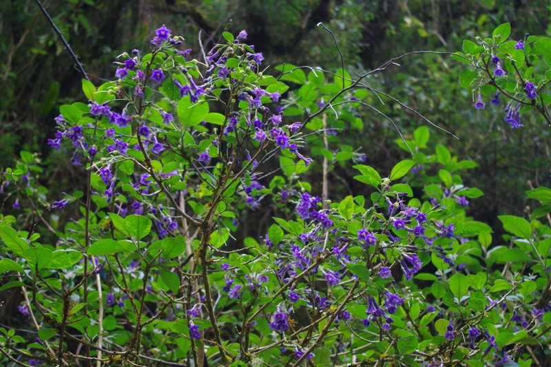 Iochroma nitidum photo 4