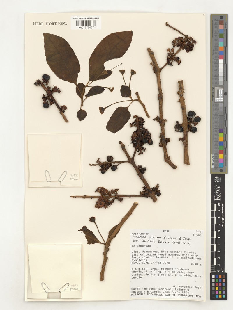 Iochroma nitidum photo 5