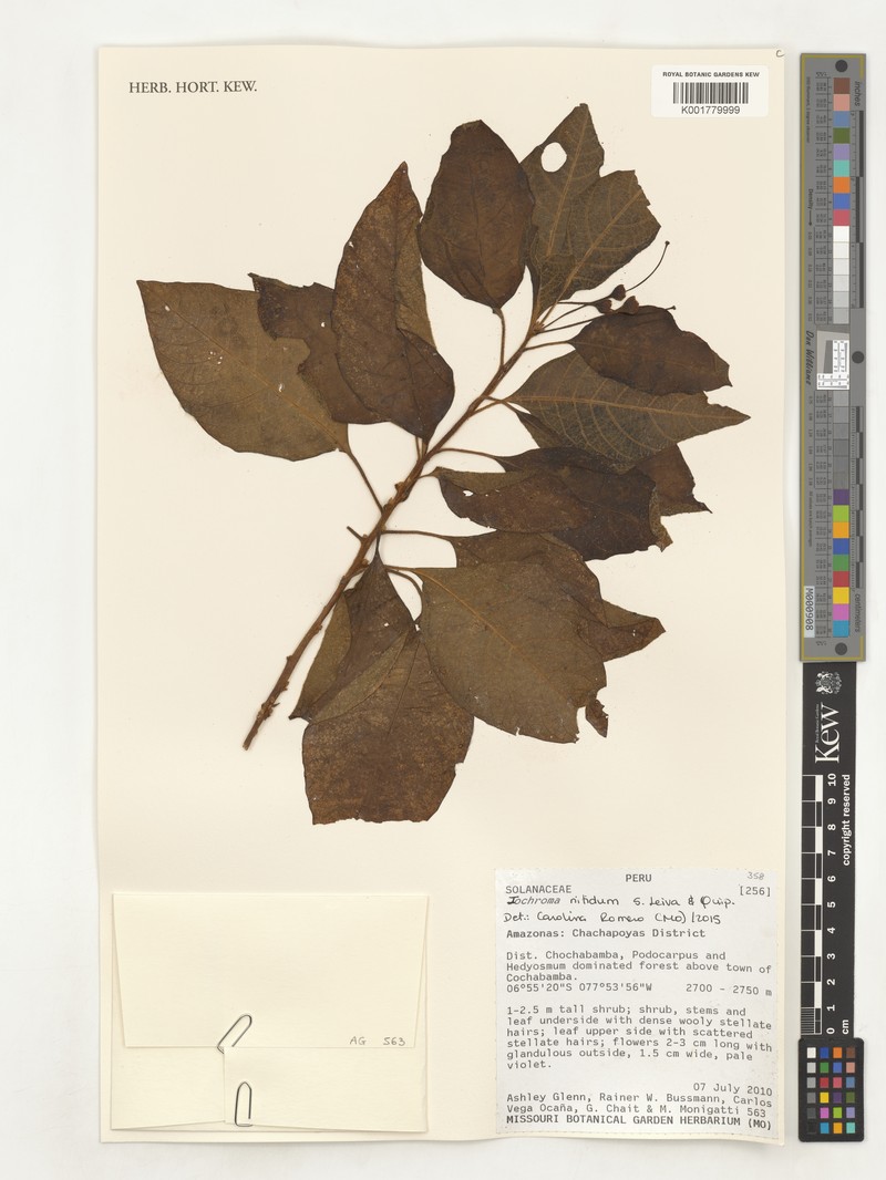 Iochroma nitidum photo 6