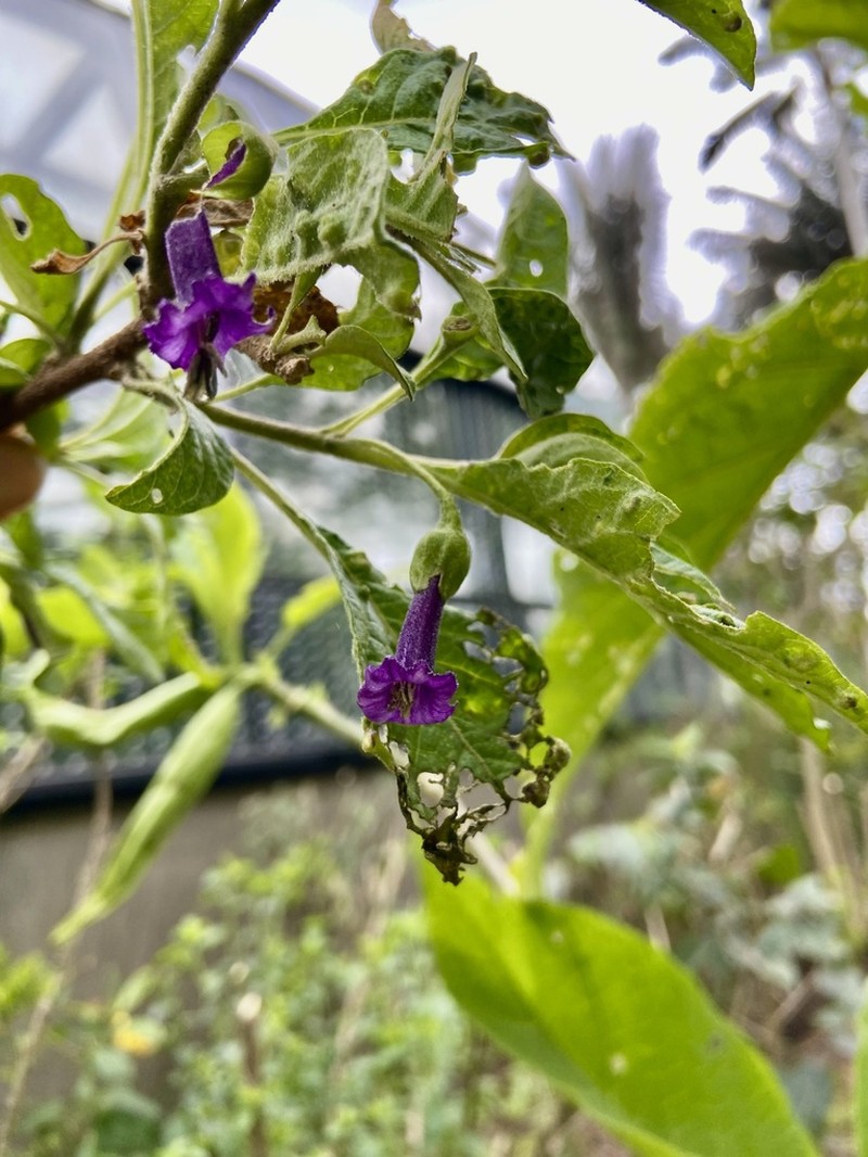 Iochroma orozcoae