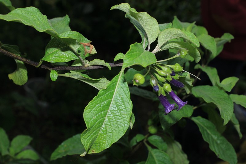 Iochroma orozcoae photo 2