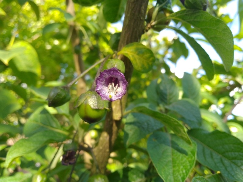 Iochroma orozcoae photo 3