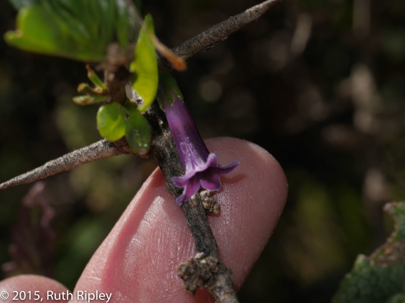 Iochroma parvifolium