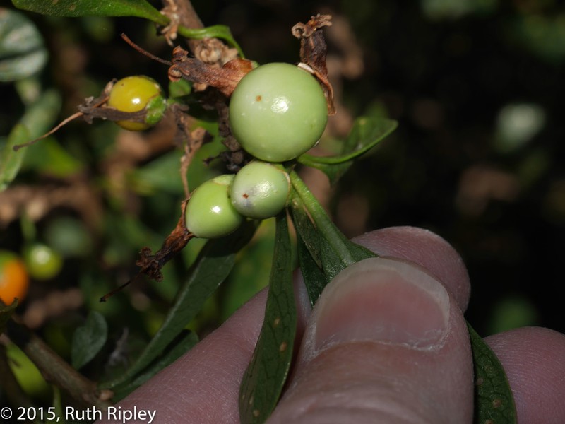 Iochroma parvifolium photo 2
