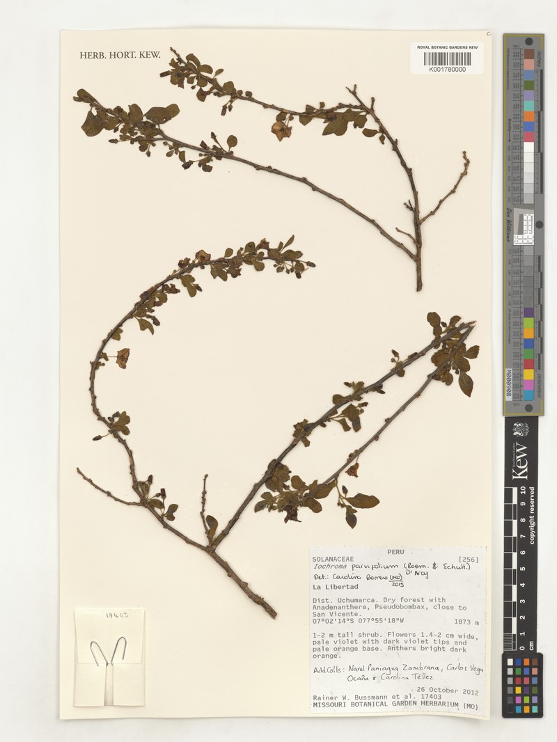 Iochroma parvifolium photo 3