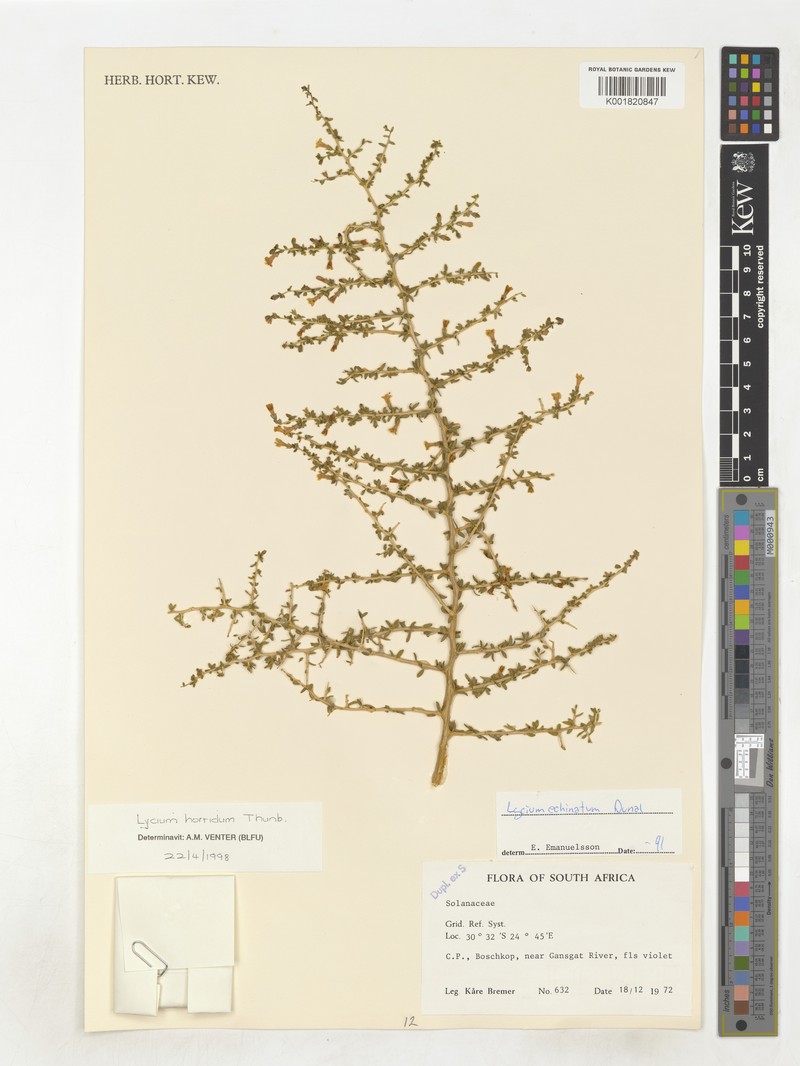 Iochroma parvifolium photo 5