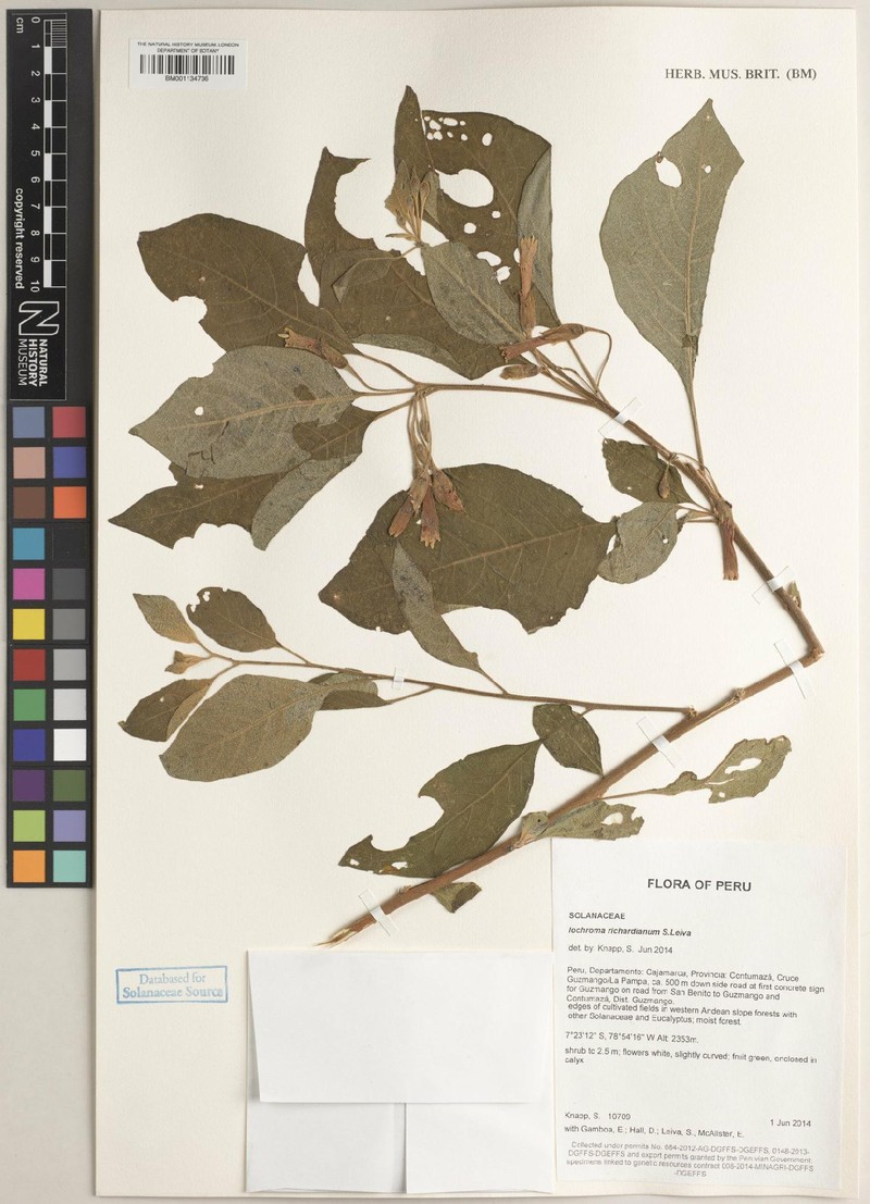 Iochroma richardianthum