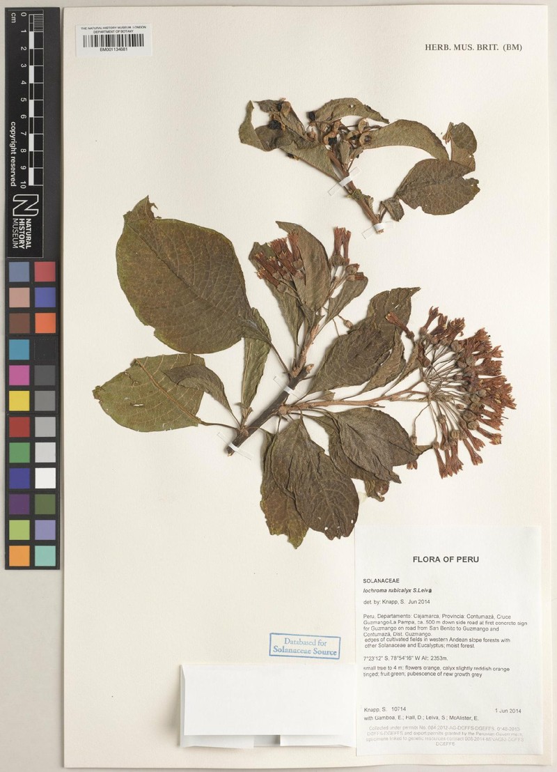 Iochroma rubicalyx