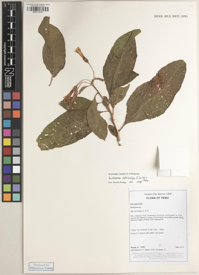Iochroma rubicalyx photo 2