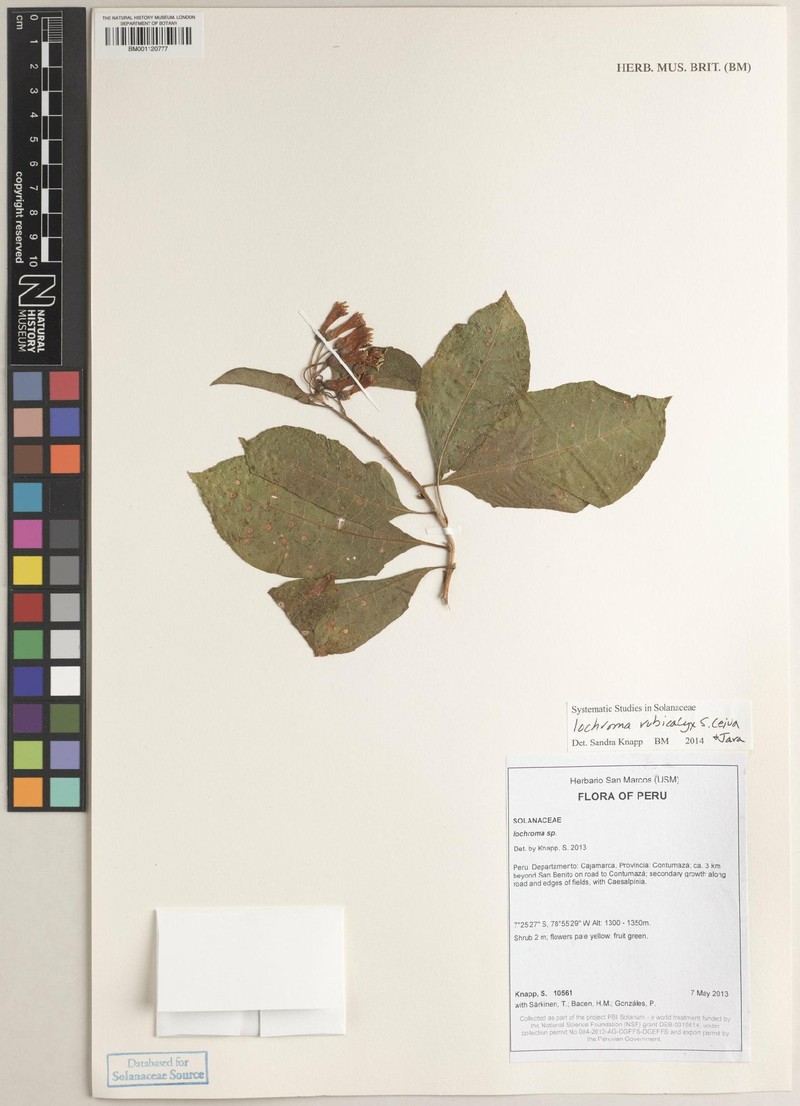 Iochroma rubicalyx photo 3