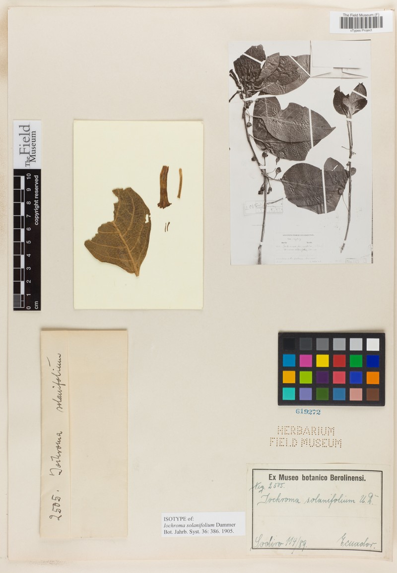 Iochroma solanifolium