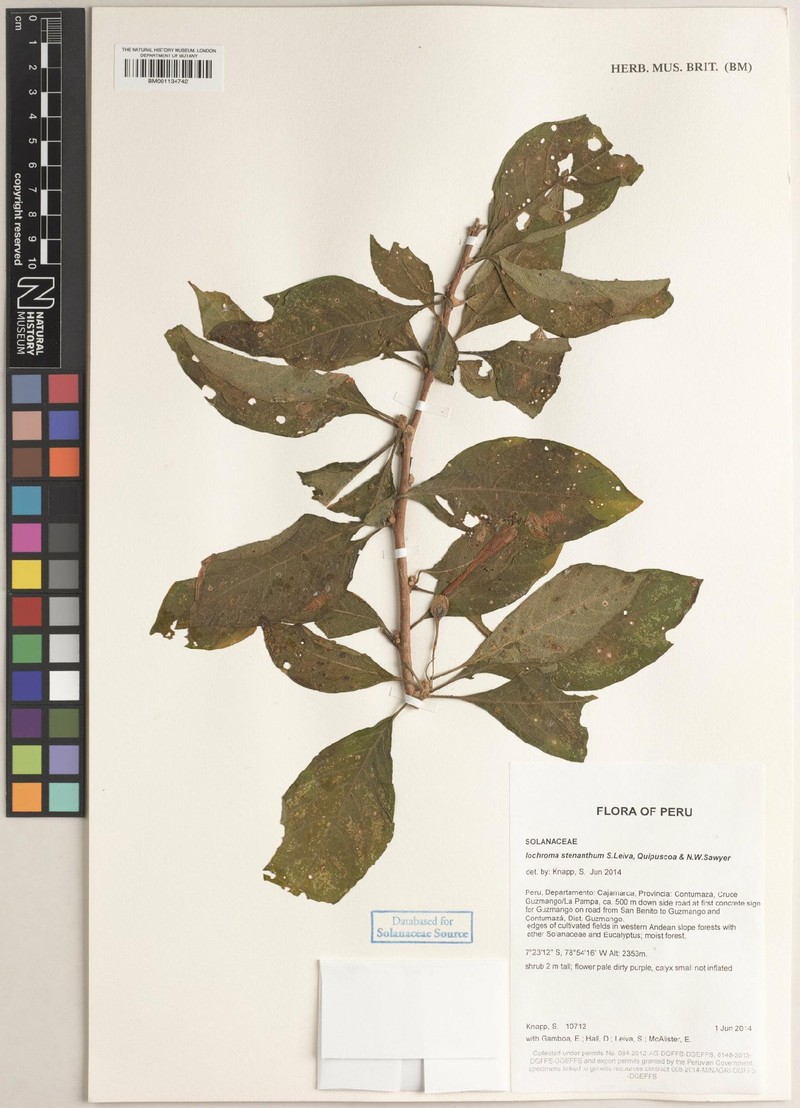 Iochroma stenanthum