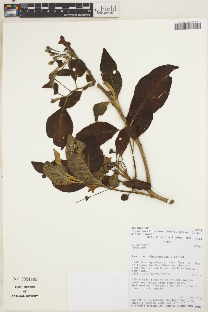 Iochroma stenanthum photo 2