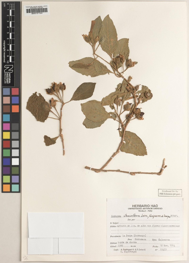 Iochroma stenanthum photo 3