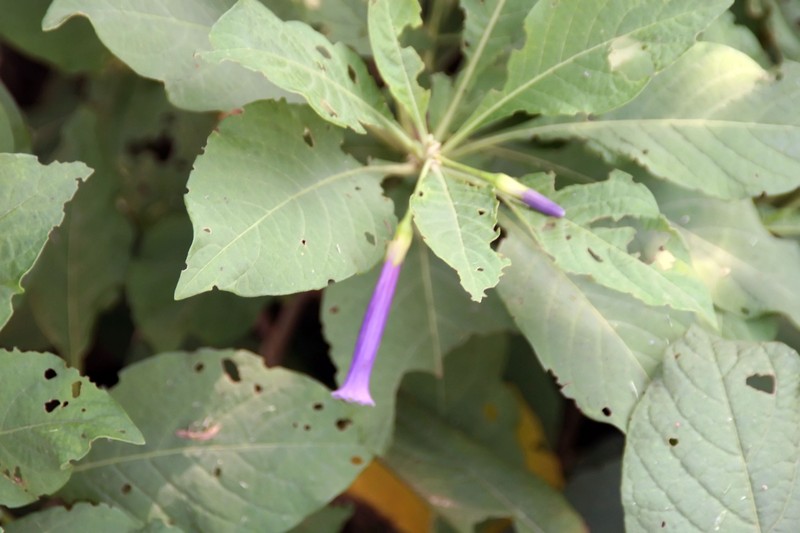 Iochroma warscewiczii