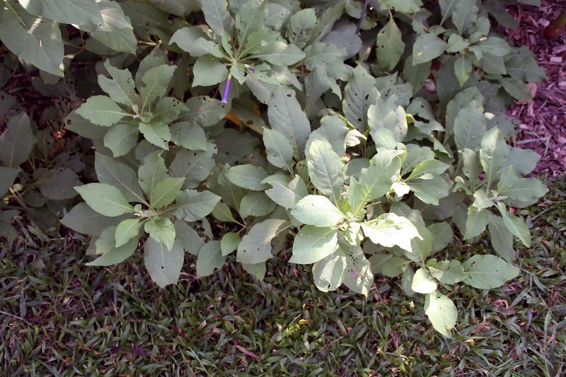 Iochroma warscewiczii photo 2
