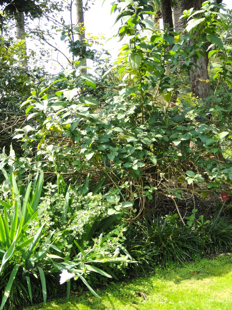 Iochroma warscewiczii photo 3