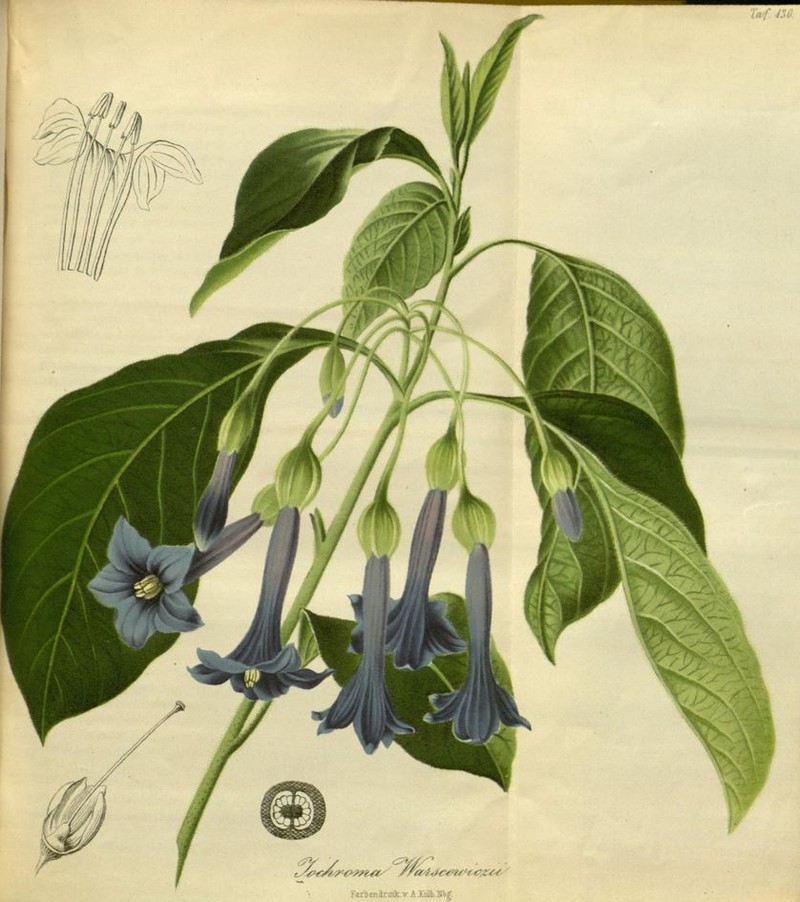 Iochroma warscewiczii photo 4